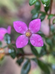 Boronia gracilipes