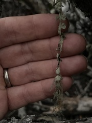 Ramalina leptocarpha