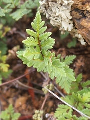 Myriopteris wrightii