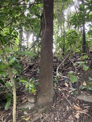 Planchonella costata