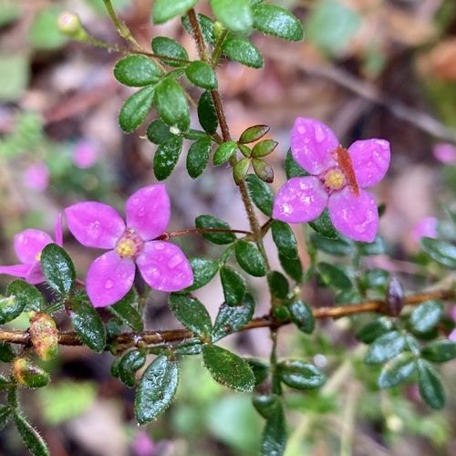 Boronia gracilipes F.Muell.