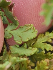 Myriopteris wrightii