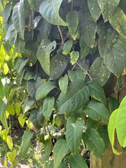 Schisandra macrocarpa