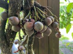 Schisandra macrocarpa