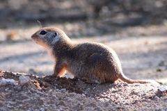 Xerospermophilus tereticaudus