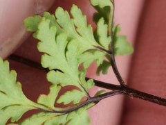 Myriopteris wrightii