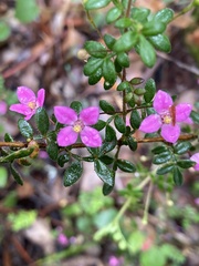 Boronia gracilipes