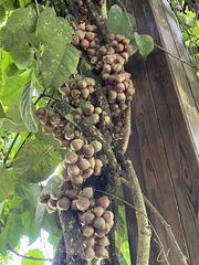 Schisandra macrocarpa