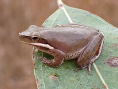 Litoria