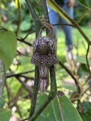 Aristolochia tongbiguanensis