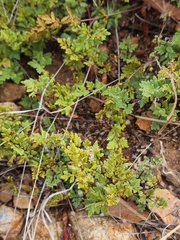 Myriopteris wrightii