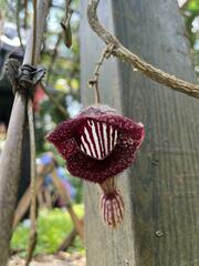 Aristolochia tongbiguanensis