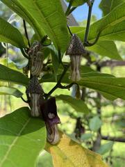 Aristolochia tongbiguanensis