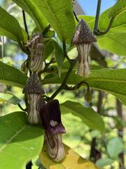 Aristolochia