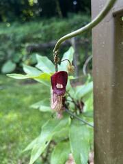 Aristolochia howii