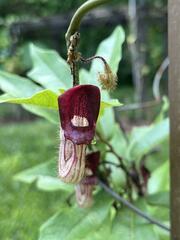 Aristolochia howii