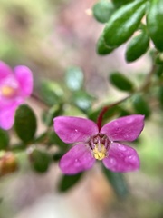 Boronia gracilipes