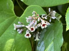 Paederia foetida