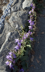 Campanula rapunculoides