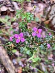 Boronia gracilipes