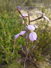 Stylidium maitlandianum
