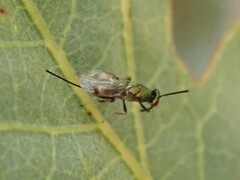 Torymidae