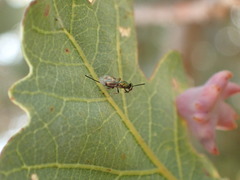Torymidae