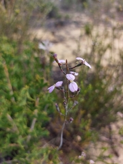 Stylidium maitlandianum