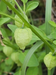 Physalis solanacea