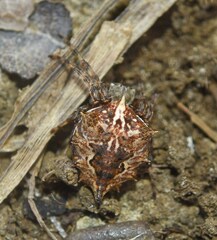 Acanthepeira venusta