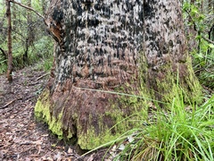 Eucalyptus jacksonii