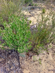 Stylidium maitlandianum
