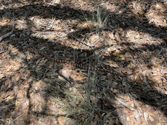 Lampropeltis knoblochi