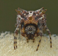 Acanthepeira venusta