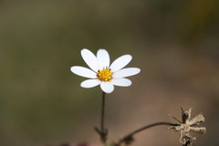 Dimorphotheca pinnata breve