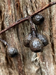 Eucalyptus jacksonii