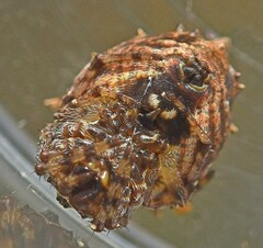 Acanthepeira venusta