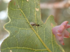 Torymidae