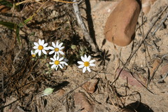 Dimorphotheca pinnata breve