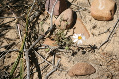 Dimorphotheca pinnata breve