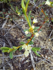 Monotaxis grandiflora
