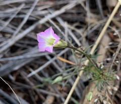 Ipomoea costellata