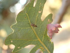 Torymidae