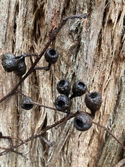 Eucalyptus jacksonii