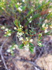 Monotaxis grandiflora