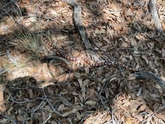 Lampropeltis knoblochi