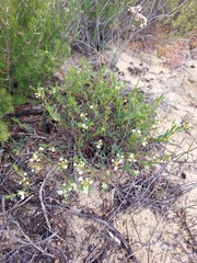 Monotaxis grandiflora