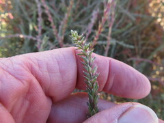 Salsola collina