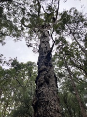 Eucalyptus jacksonii