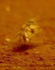 Protalebrella conica